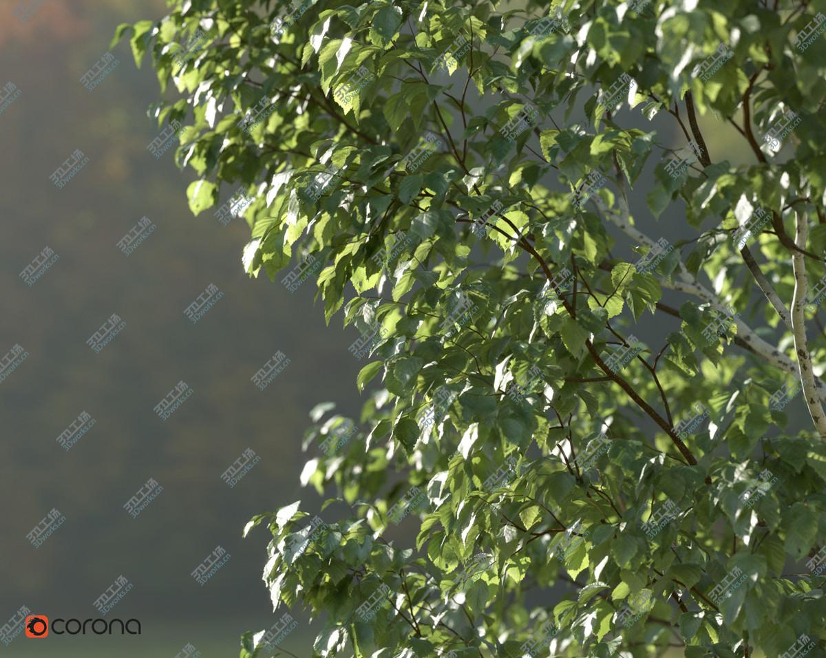 images/goods_img/20210319/Realistic Birch Tree 1 ( betula )/4.jpg